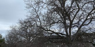 Se inician los pasos para que la ‘Nuez de Nerpio’ sea considerada una Denominación de Origen