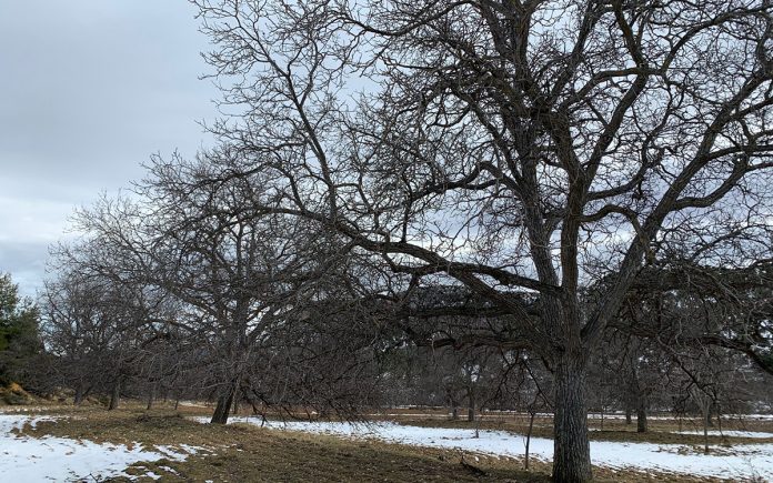 nogales centenarios nerpio