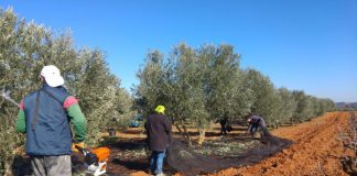 Con respecto a las reivindicaciones del sector agrícola. Podemos Castilla-La Mancha olivareros