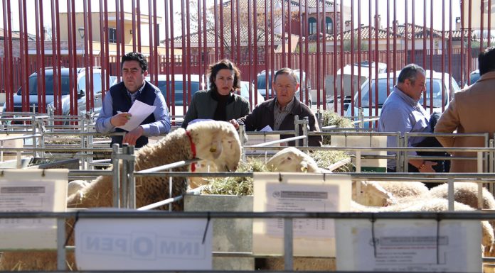 Agrama repite éxito con subasta de sementales de raza ovina manchega