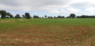 Denuncian que usan parcelas de agricultores como pistas para coches tierra