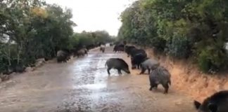 VÍDEO: Los jabalíes toman un camino rural
