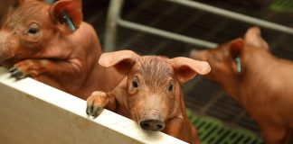 ICPOR garantiza la actividad de sus granjas ante crisis COVID-19