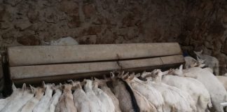 Alerta de grave situación de ganaderos de ovino y caprino conquenses