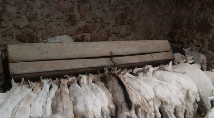 El precio del pienso para ovejas de leche sigue subiendo