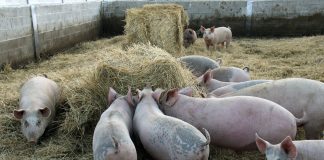 UPA: La ganadería no está a salvo de efectos del coronavirus cerdos