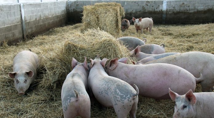 Las granjas más seguras de Europa, rehenes de una fauna salvaje descontrolada cerdos