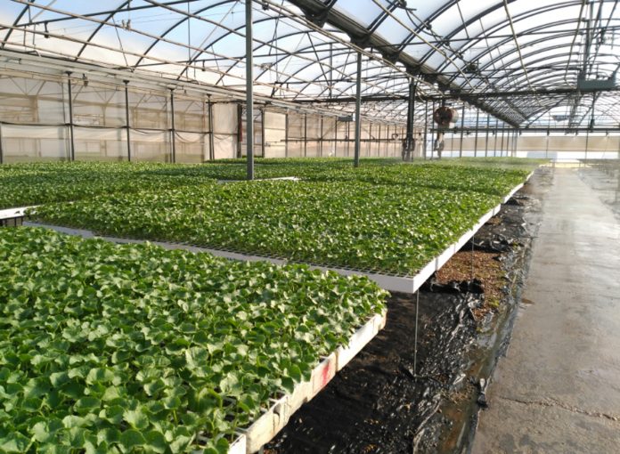 cooperativa santiago apostol tomelloso2