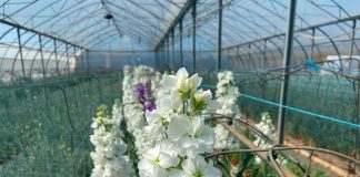 Ministerio impulsa promoción exterior de frutas, hortalizas, flores y plantas vivas