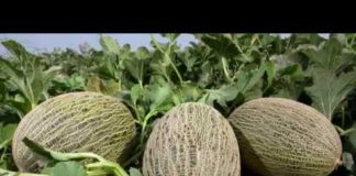 VÍDEO: Homenaje a agricultores y ganaderos de ASAJA Ciudad Real por labor ante coronavirus