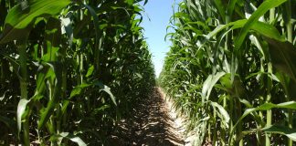 ¿A qué precio ha arrancado el maíz en la principal provincia productora de España? maíz