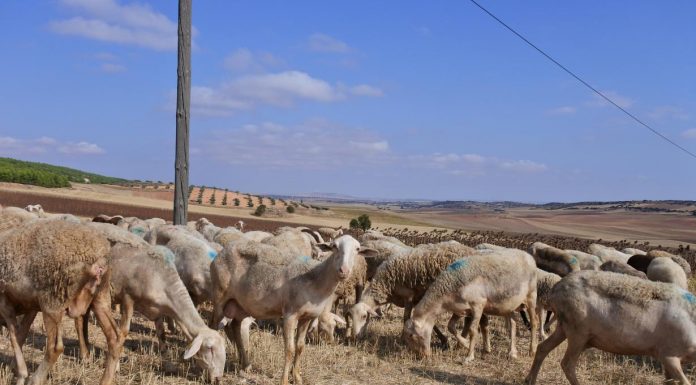 UPA Castilla-La Mancha plantea una posible ayuda agroambiental para ovino en rastrojeras