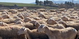 Pagadas las indemnizaciones de sacrificios por viruela ovina en Cuenca