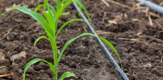 CSIC crea Unidad Asociada ‘Teledetección, Agronomía y Riego’ de la Universidad de Castilla-La Mancha riego