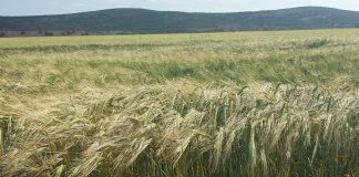 Agricultura convoca ayudas para prolongar créditos explotaciones afectadas por sequía 2017