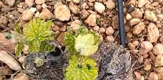 Detectada presencia de ‘Altica de la Vid’ en viñedos de La Mancha