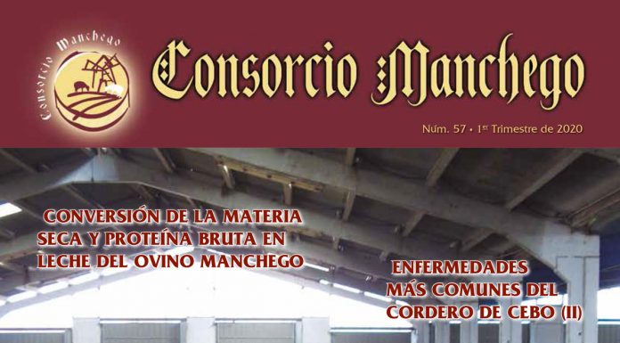 Estudio muestra posibles mejoras para la eficiencia alimentaria en raza Manchega