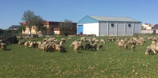 UPA también pide mejoras de ayudas ministeriales de ovino y caprino