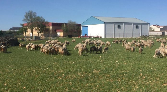 UPA también pide mejoras de ayudas ministeriales de ovino y caprino