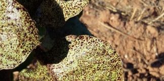 Habilitan un cuestionario sobre las plagas en el cultivo del pistachero