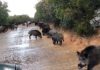 Calculan que en España hay 1,3 millones de jabalíes sin control jabalíes