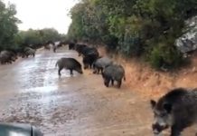 Calculan que en España hay 1,3 millones de jabalíes sin control jabalíes