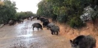 Vídeo: Los jabalíes toman las carreteras durante el estado de alarma jabalíes