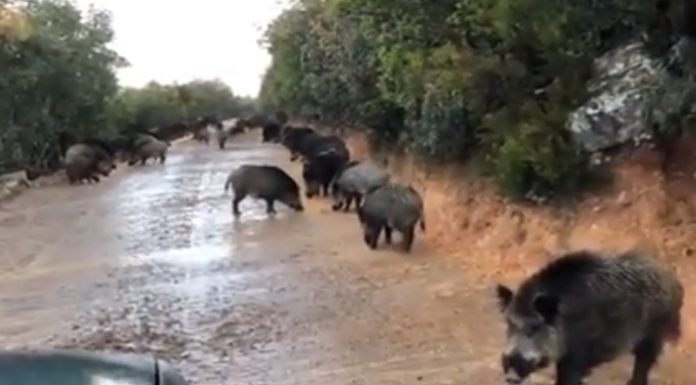 Calculan que en España hay 1,3 millones de jabalíes sin control jabalíes