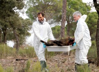 Desarrolla modelo matemático para mejorar control epidemiológico de peste porcina africana