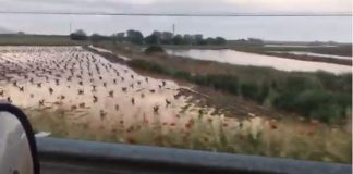 VÍDEO: Las últimas lluvias inundan campos de La Mancha