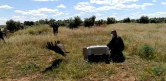 A participación pública revisión plan de recuperación del águila imperial ibérica