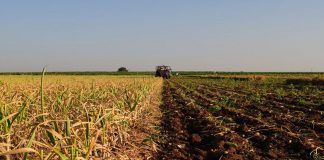 Un alcalde conquense advierte sobre el grave problema de la falta de trabajadores en el campo explotaciones agrarias