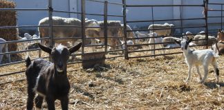 Pago de 11,5 millones de ayudas asociadas de la PAC