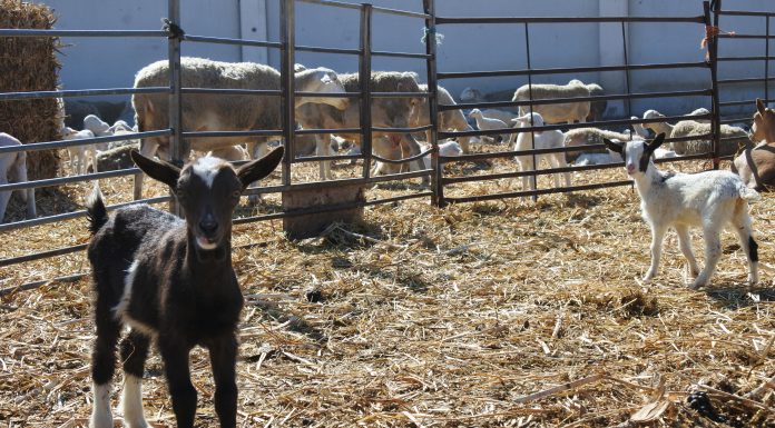 Gran aumento de la exportación de carne de caprino español