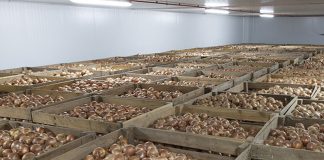 Prevén una campaña de cebolla “complicada” por efectos de coronavirus, estocaje, precios, falta de mano de obra…