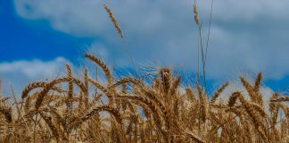 El 15 de junio termina el plazo para asegurar la cosecha de cereales de invierno frente al pedrisco CEREALES