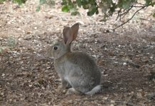 Castilla-La Mancha contempla la caza nocturna para intensificar el control poblacional del conejo de monte