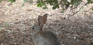 Federación de Caza valora Resolución plaga de conejos en Castilla-La Mancha