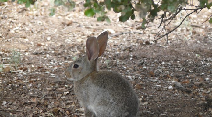 Castilla-La Mancha contempla la caza nocturna para intensificar el control poblacional del conejo de monte
