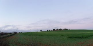 Pide medidas especiales ante el incremento de conejos en explotaciones agrarias