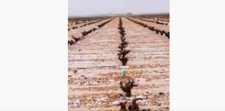 VÍDEO: Granizada sobre viñedo en La Mancha