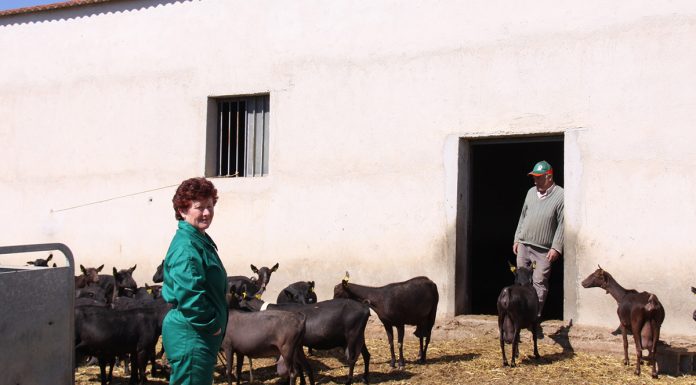 Propone reducir producción láctea de leche de cabra un 10%