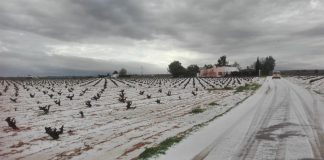 Tormentas de pedrisco de las últimas horas arrasan cosechas de viña y cereal