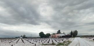 Las tormentas de granizo han podido dañar diversos cultivos