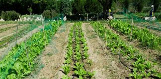 Pide que se autorice trabajo en huertos y parcelas familiares españoles