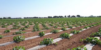 ASAJA Ciudad Real apela a la responsabilidad de cada trabajador agrario, dentro y fuera del ámbito de la explotación, para evitar contagios por COVID-19