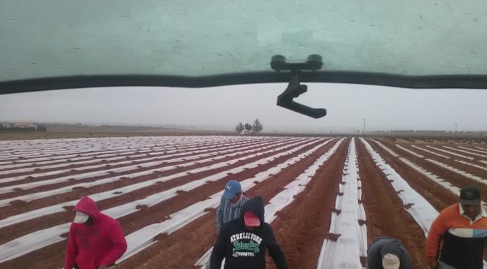 El campo destaca que ya pagó en 2025 por encima del Salario Mínimo Interprofesional trabajadores