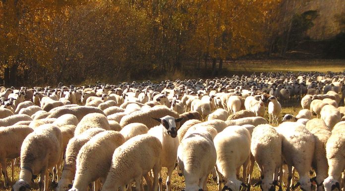Precio del pienso para ovejas de leche baja durante coronavirus