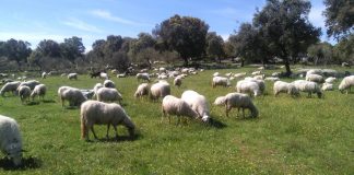 Castilla-La Mancha abonará este mes de junio 10,4 millones de ayudas al pastoreo para los ganaderos de extensivo de ovino, bovino y caprino ovejas