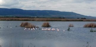 Acuerda detener el bombeo de agua a Las Tablas de Daimiel